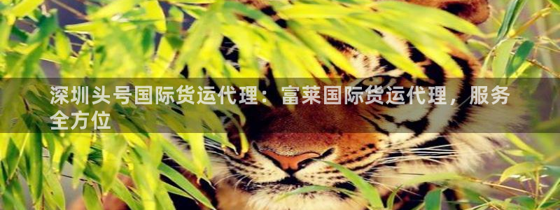尊龙人生就是博一下首页：深圳头号国际货运代理：富莱国际货