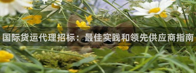 尊龙凯时福米推荐人：国际货运代理招标：最佳实践和领先供应