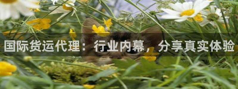 尊龙d88官网登录苹果版下载：国际货运代理：行业内幕，分